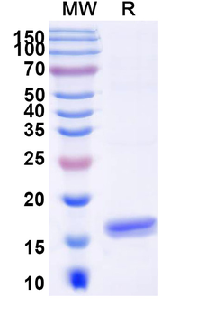 MUC16/CA125 Camelus Monoclonal Antibody