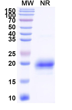 CD366/HAVCR2/TIM-3 Camelus Monoclonal Antibody