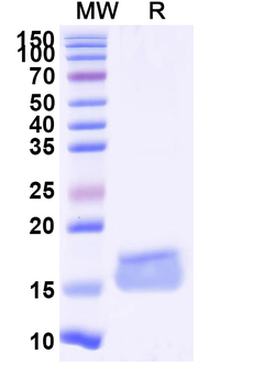 KLB/Beta-klotho Camelus Monoclonal Antibody