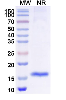 IL23R Camelus Monoclonal Antibody