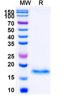 MLANA Camelus Monoclonal Antibody