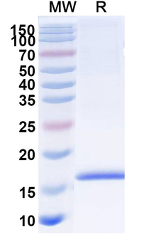 Adiponectin/ACRP30/ADIPOQ Camelus Monoclonal Antibody
