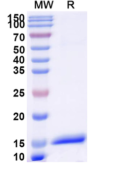 ANGPT1 Camelus Monoclonal Antibody