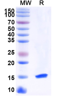 PTCH1 Camelus Monoclonal Antibody