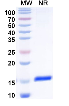 PTCH1 Camelus Monoclonal Antibody