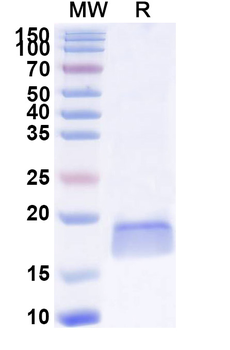 PTCH1 Camelus Monoclonal Antibody