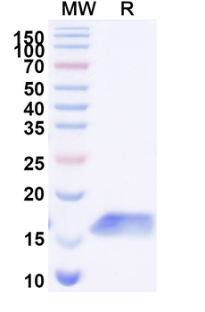 CDH17/Cadherin-17 Camelus Monoclonal Antibody