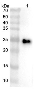 CD137/TNFRSF9/4-1BB Camelus Monoclonal Antibody