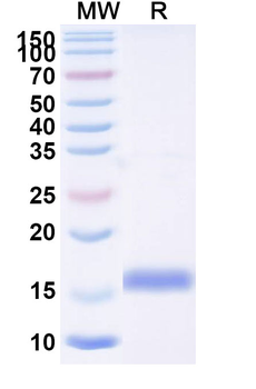 NOTCH2 Camelus Monoclonal Antibody