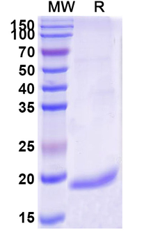CD202b/TEK/TIE-2 Camelus Monoclonal Antibody