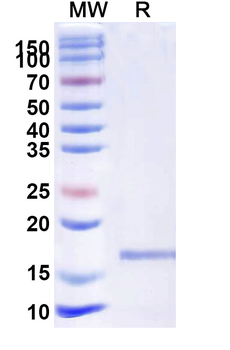 CD339/JAG1 Camelus Monoclonal Antibody