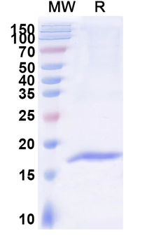 CD156a/ADAM8 Camelus Monoclonal Antibody