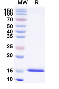 RHOB Camelus Monoclonal Antibody