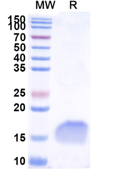 LYZ Camelus Monoclonal Antibody