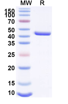 LYZ Human Monoclonal Antibody