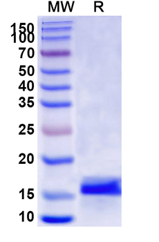 ACTB/β-actin/Beta Actin Camelus Monoclonal Antibody