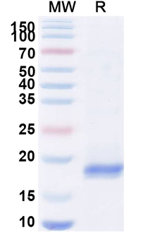 BLM Camelus Monoclonal Antibody