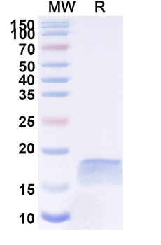 PGF/PlGF/PLGF Camelus Monoclonal Antibody