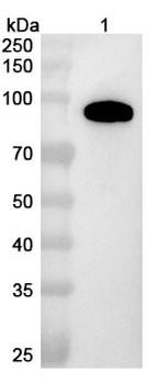 NOTCH1 Camelus Monoclonal Antibody