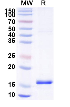 MAGEB1 Camelus Monoclonal Antibody