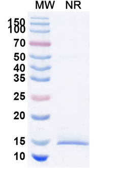 HTT Camelus Monoclonal Antibody