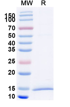 HTT Camelus Monoclonal Antibody
