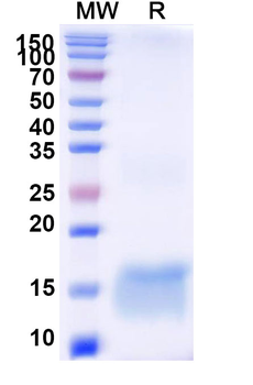 HTT Camelus Monoclonal Antibody