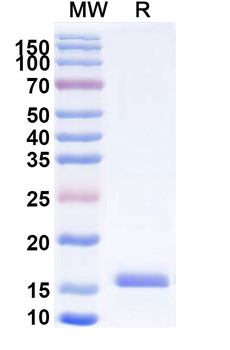 GRM5 Camelus Monoclonal Antibody