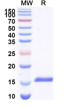 CASR Camelus Monoclonal Antibody