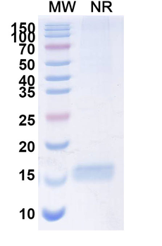 CD309/KDR/VEGFR-2 Camelus Monoclonal Antibody