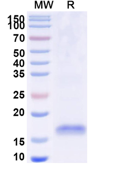 MC4R Camelus Monoclonal Antibody
