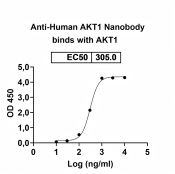 AKT1 Camelus Monoclonal Antibody
