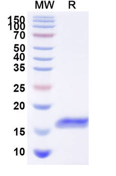 AKT1 Camelus Monoclonal Antibody