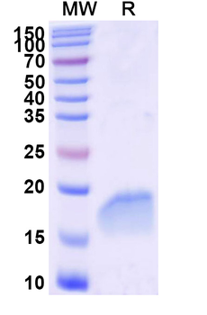 AKT1 Camelus Monoclonal Antibody