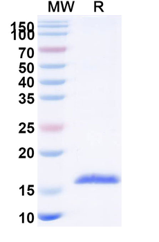CD154/CD40LG/TNFSF5 Camelus Monoclonal Antibody