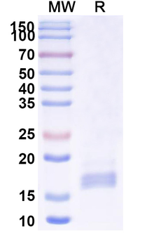 HTR2A Camelus Monoclonal Antibody