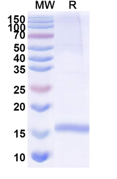 CD49c/ITGA3 Camelus Monoclonal Antibody