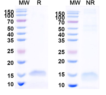 CD40/TNFRSF5 Camelus Monoclonal Antibody