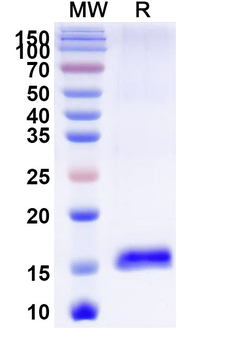 LMO2 Camelus Monoclonal Antibody