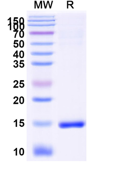 CD9 Camelus Monoclonal Antibody