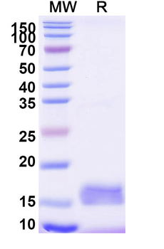 CD9 Camelus Monoclonal Antibody