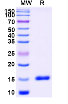CD11a/ITGAL Camelus Monoclonal Antibody