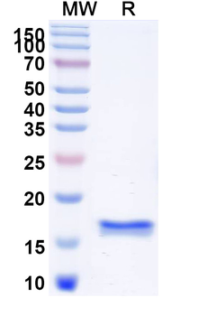 NCL Camelus Monoclonal Antibody