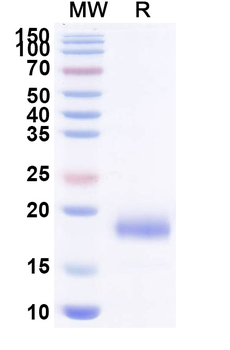 EPOR Camelus Monoclonal Antibody