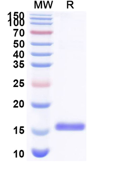 EPOR Camelus Monoclonal Antibody