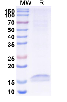 CD326/EPCAM Camelus Monoclonal Antibody