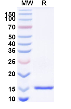CD152/CTLA4 Camelus Monoclonal Antibody