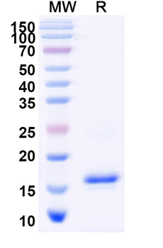 VEGFA Camelus Monoclonal Antibody
