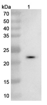 VEGFA Camelus Monoclonal Antibody