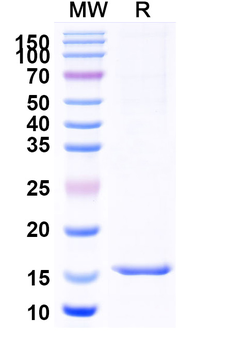 CD13/ANPEP/APN Camelus Monoclonal Antibody
